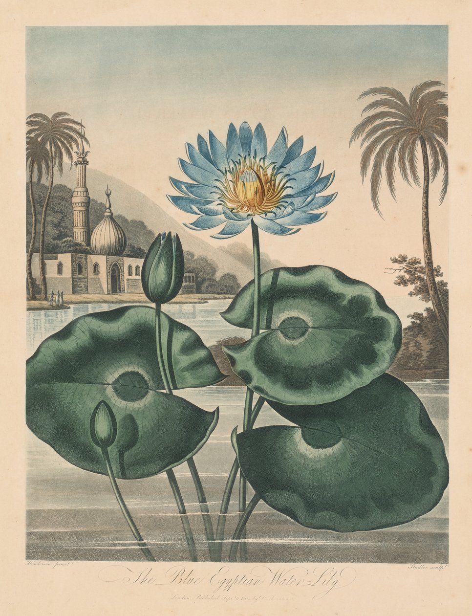 植物群庙或自然花园：蓝色埃及睡莲，1804年。 作者 罗伯特·约翰·桑顿