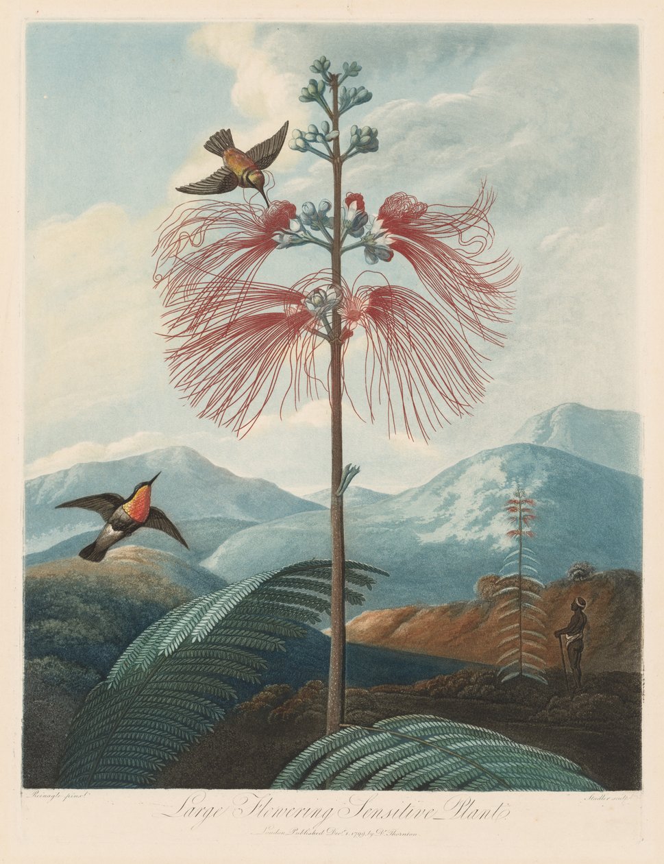 植物神庙或自然花园：大型开花敏感植物，1799-1807年。 作者 罗伯特·约翰·桑顿