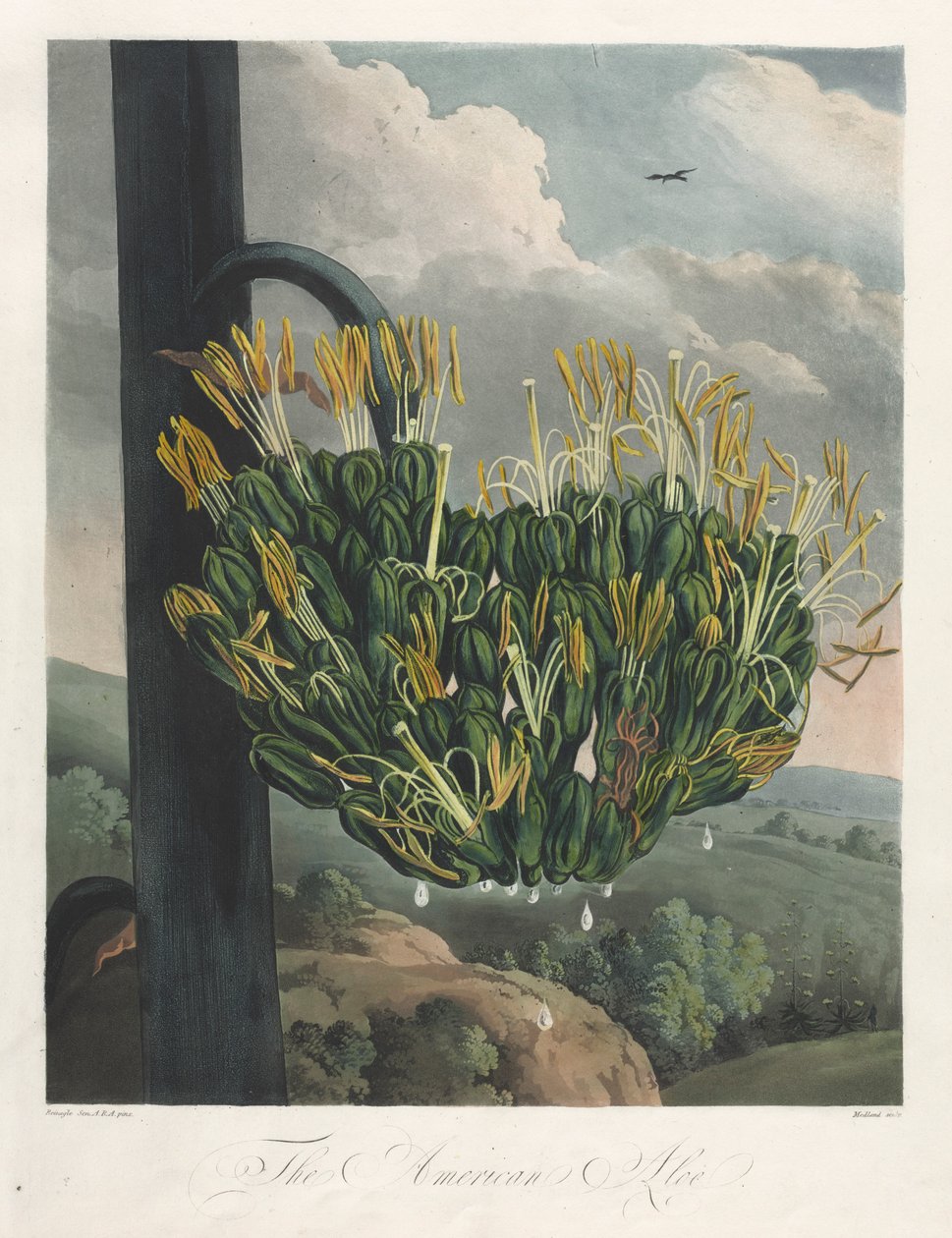 植物神庙或自然花园：美国芦荟，1807年。 作者 罗伯特·约翰·桑顿