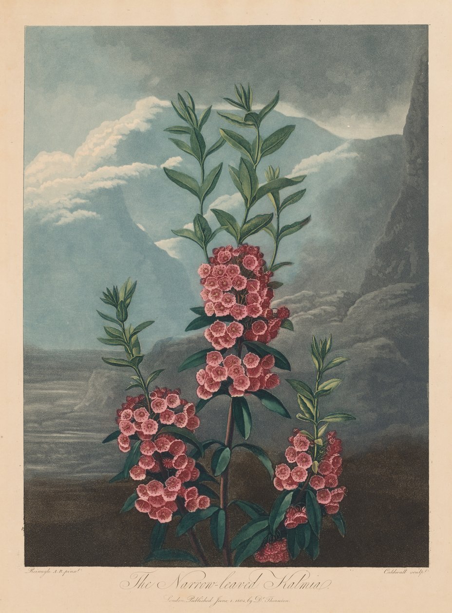 植物神庙或自然花园：窄叶的卡尔米亚，月桂树，1804年。 作者 罗伯特·约翰·桑顿