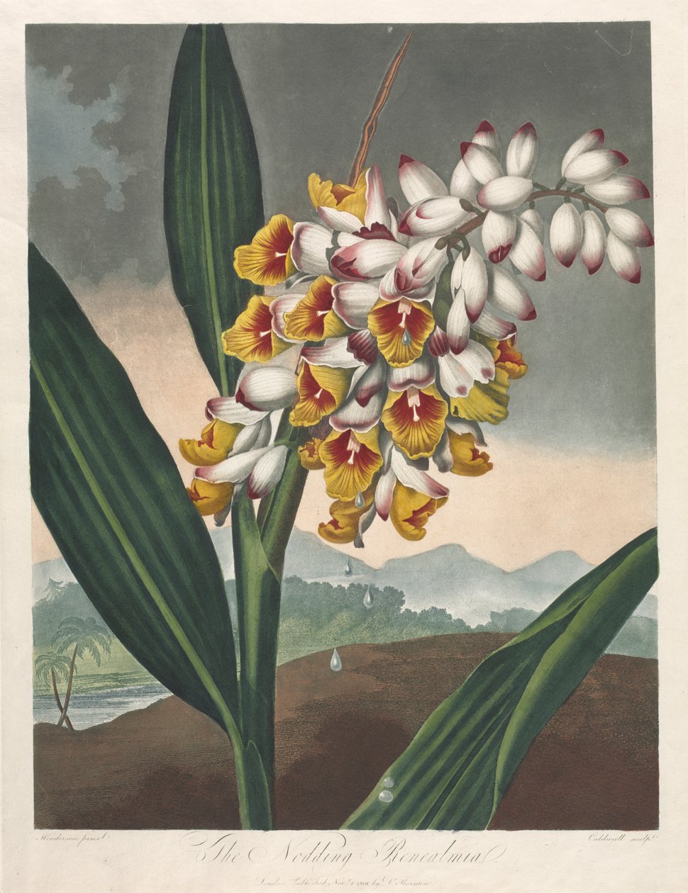 植物神庙或自然花园：点头的雷尼米亚，1801年。 作者 罗伯特·约翰·桑顿