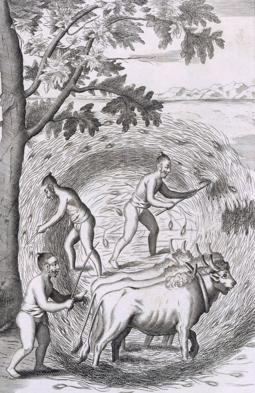 踩出他们的米的方式，出版。1681. 作者 罗伯特·诺克斯