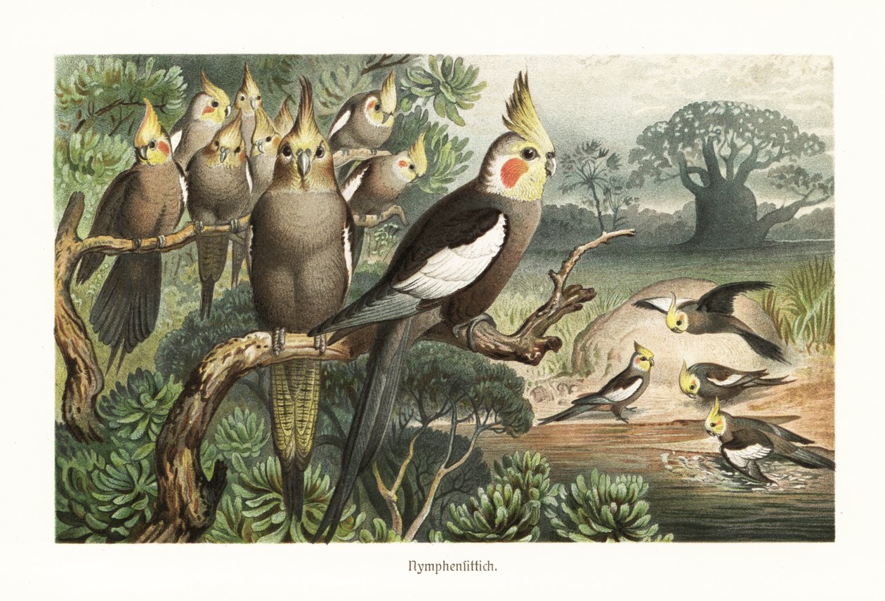 一群玄凤鹦鹉 (Nymphicus hollandicus) 在水坑里。 1882（彩色平版印刷） 作者 罗伯特·克雷奇默