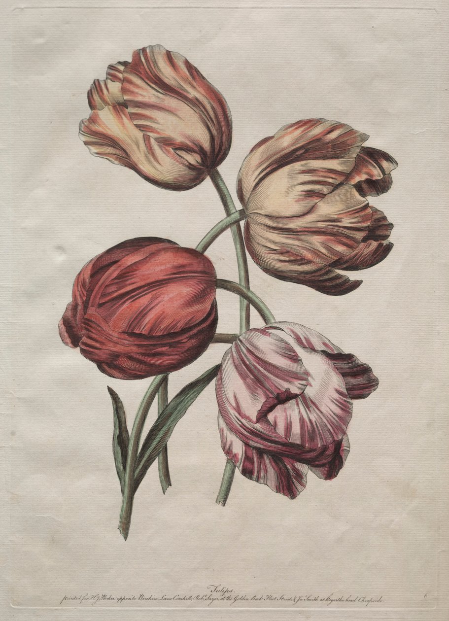 德拉库尔《轮廓中的自然花的八个美丽组》：郁金香，c。 1770年。 作者 罗伯特·塞耶