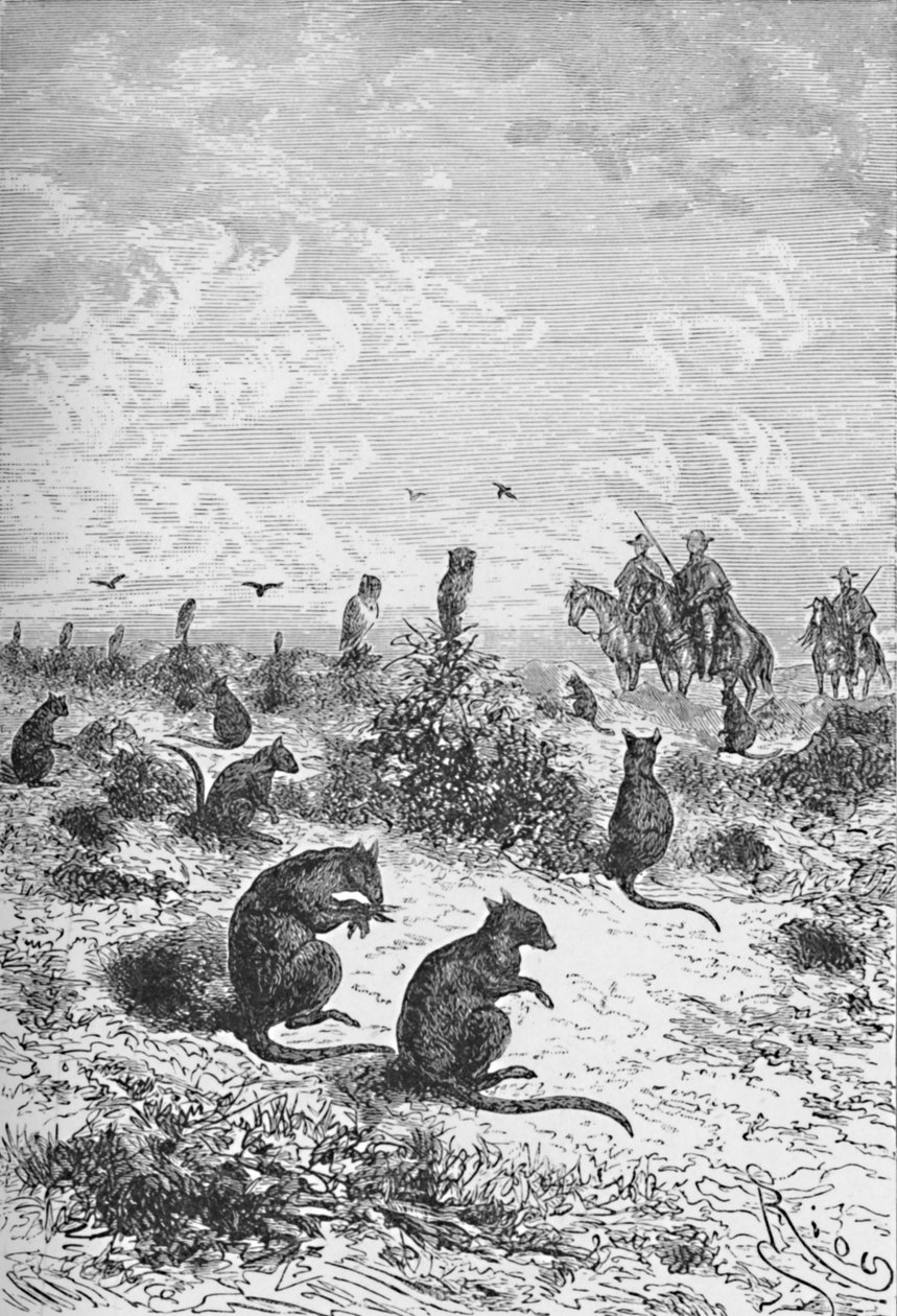 Bizcachas，c1885，1890 作者 罗伯特·泰勒·普里切特