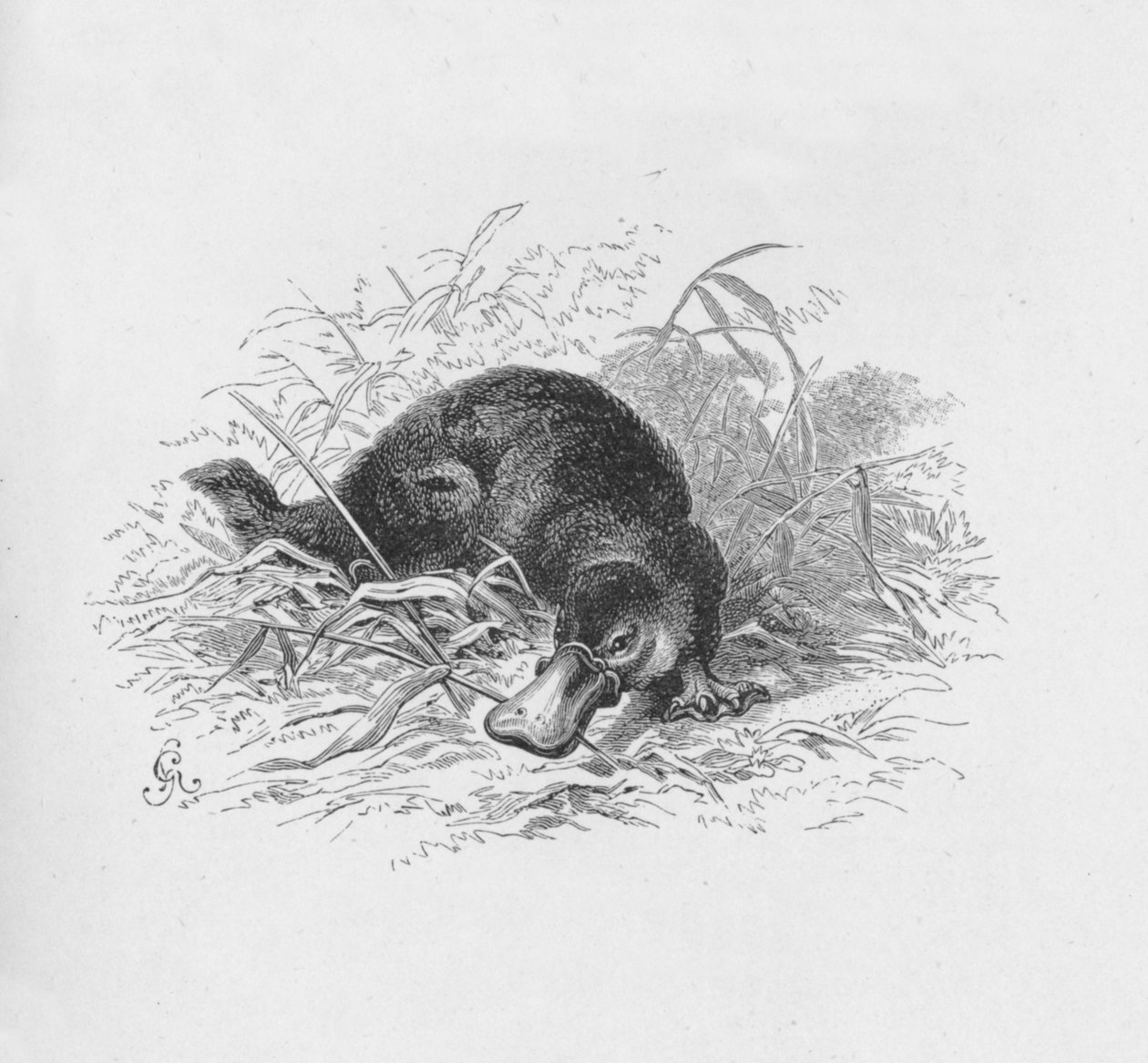 Ornithorhynchus Paradoxus，c1885，1890年 作者 罗伯特·泰勒·普里切特