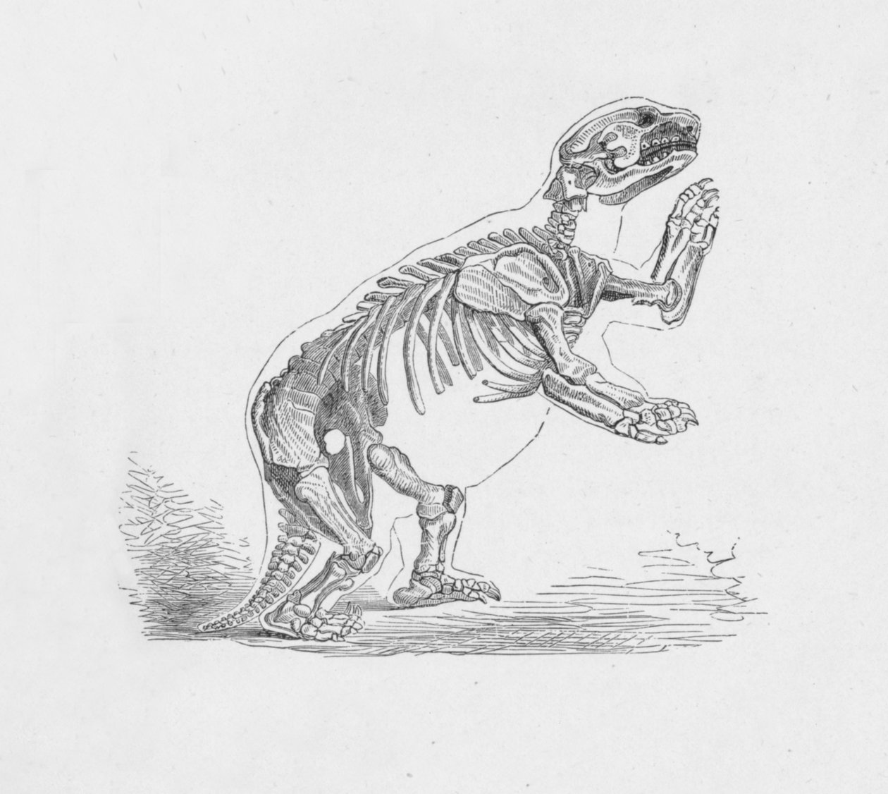 Mylodon Darwinii的骨架，c1885，1890年 作者 罗伯特·泰勒·普里切特