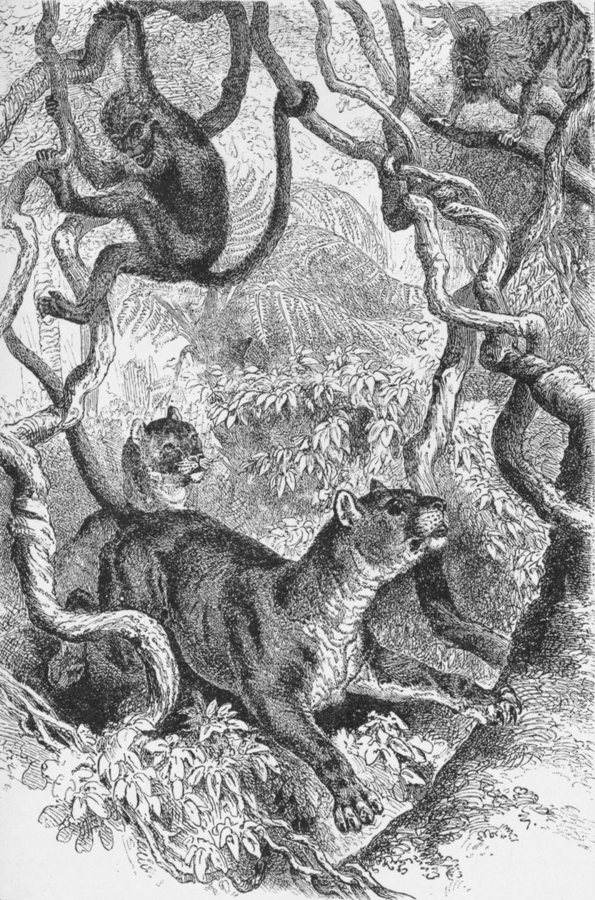 美洲狮，c1885年，1890年 作者 罗伯特·泰勒·普里切特