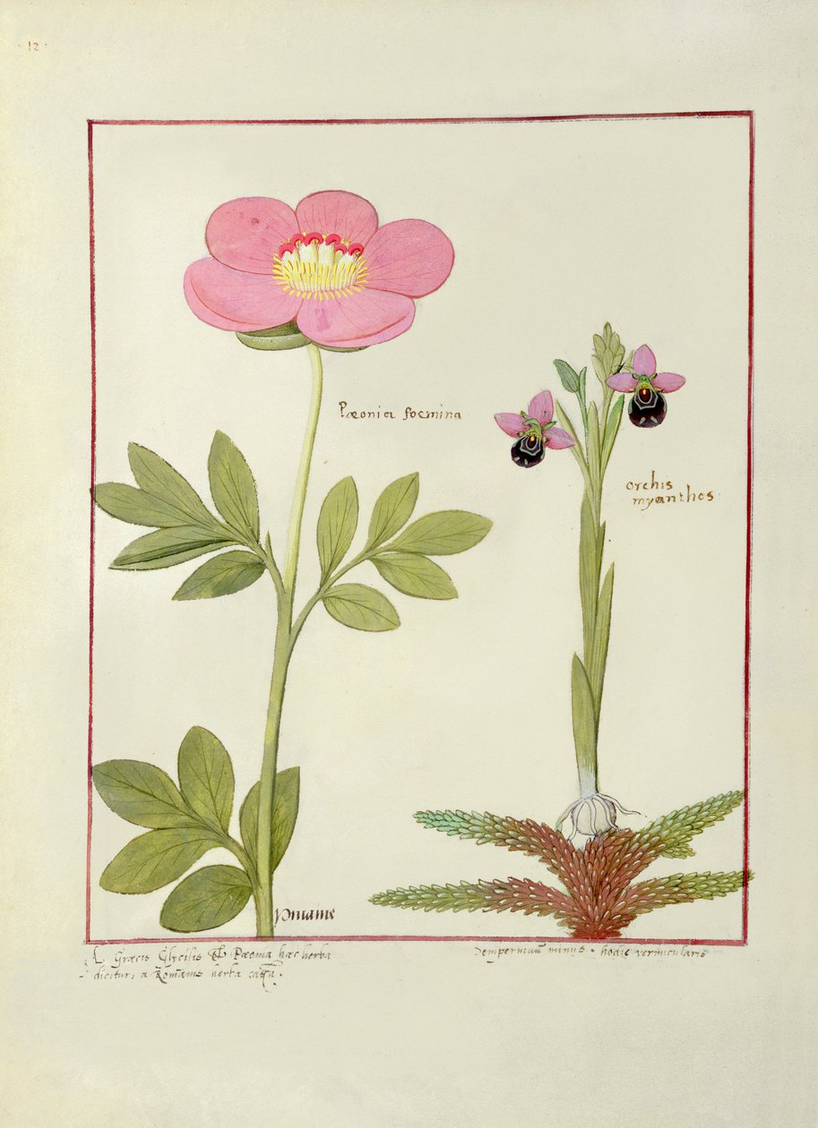 芍药或牡丹，以及Orchis myanthos，来自Mattheaus Platearius的简单药物之书 作者 罗宾特·德斯塔德