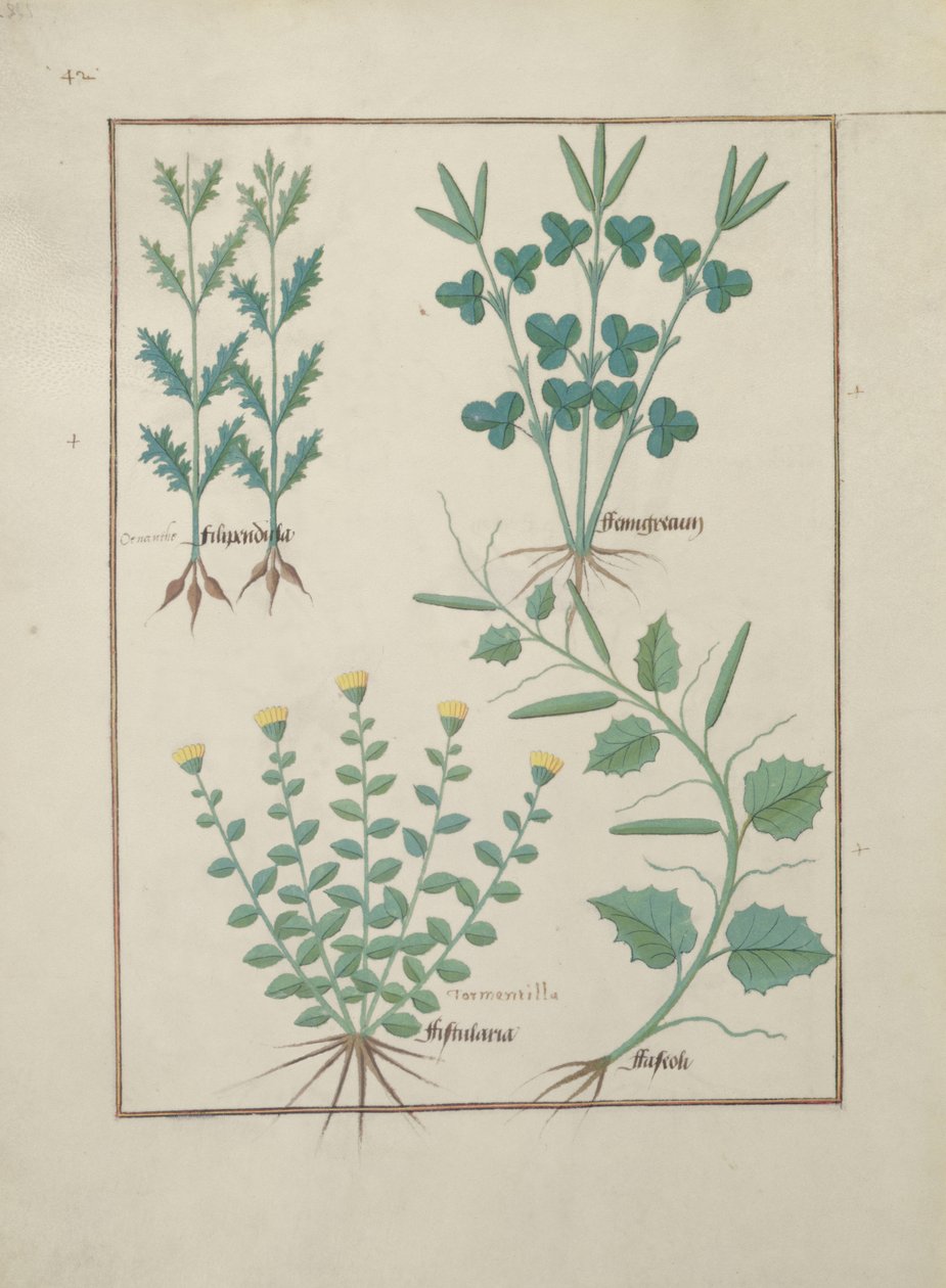 女士Fv VI＃1 f.132v顶行：Filipendula。底行：Fistularia和Faseolus，来自简单药物之书，由Mattheaus Platearius（dc1161）c.1470 作者 罗宾特·德斯塔德