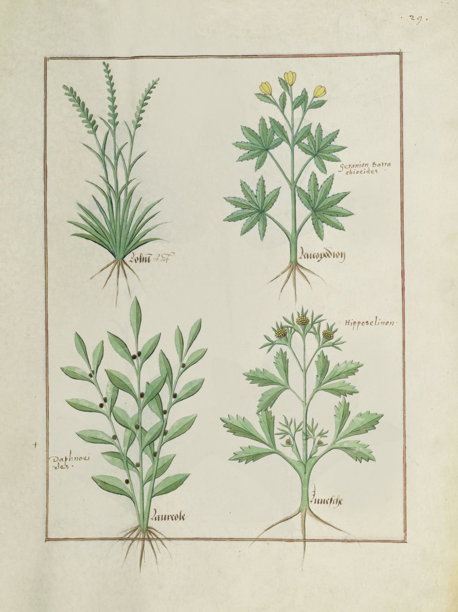 女士Fv VI＃1 fol。 126r Top row：Lolni和Geranium。底行：Daphnoides和Parsley，简单药物之书，Matteaus Platearius（dc1161）c.1470 作者 罗宾特·德斯塔德