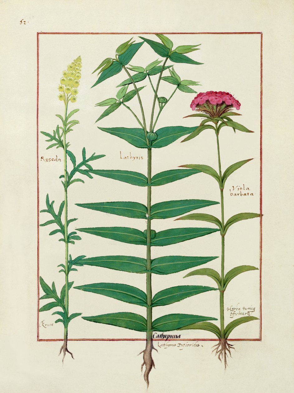 Reseda，Euphorbia和Dianthus，来自Mattheaus Platearius的简单药物之书1 作者 罗宾特·德斯塔德