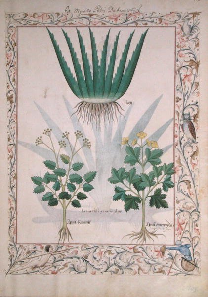 女士Fv VI＃1 fol.112 Aloe and Apio，Matthaeus Platearius的简单药物书（dc1161）c.1470 作者 罗宾特·德斯塔德