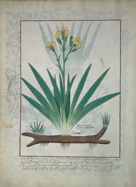 女士Fv VI＃1 fol.112v Abutilon Theophrasti，或Velvet Leaf，来自Mattheaus Platearius的简单药物书（dc1161）c.1470 作者 罗宾特·德斯塔德