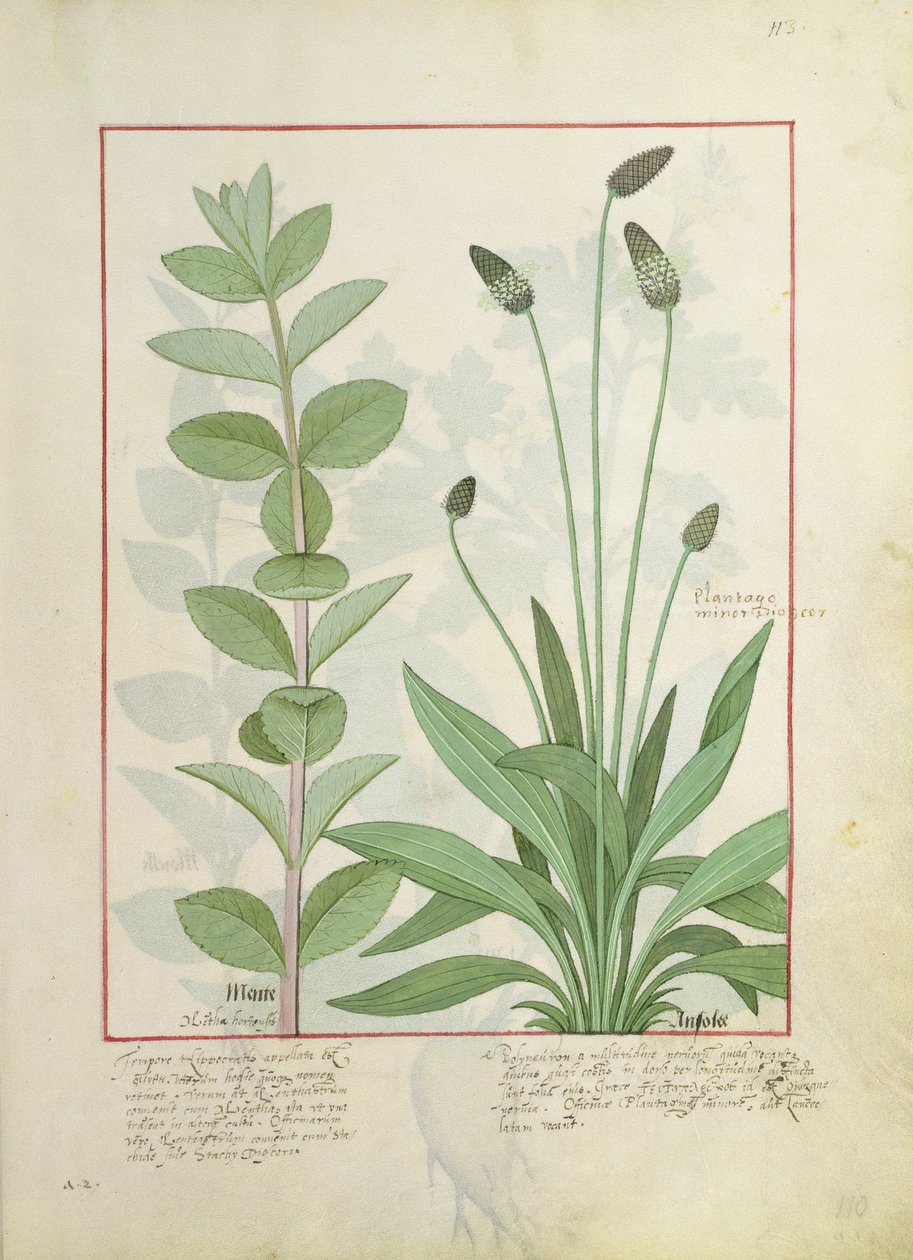 薄荷和大蕉，或者Ribwort，从简单的药物书的例证由Mattheaus Platearius 113 作者 罗宾特·德斯塔德
