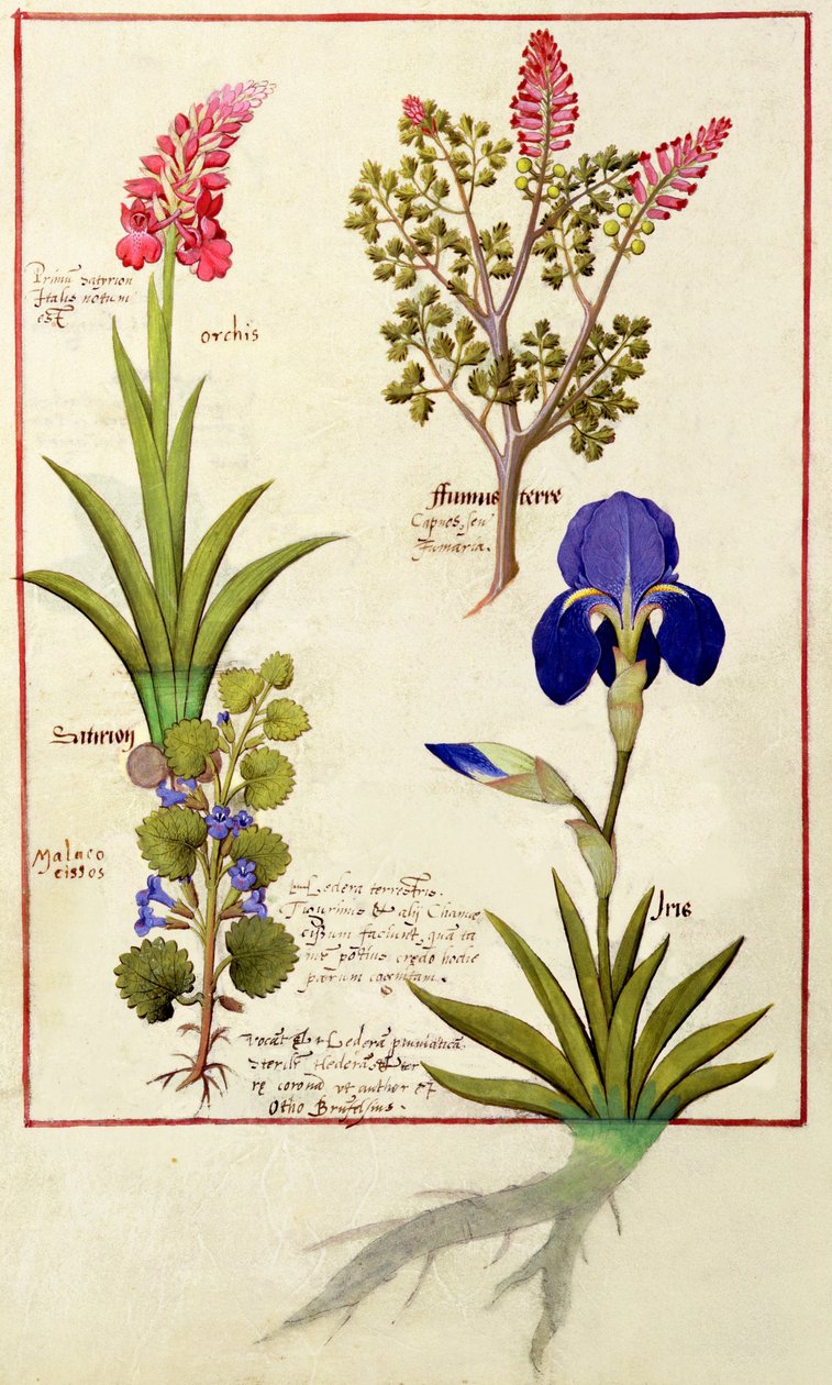 顶行：兰花和Fumitory或流血的心脏。底行：Hedera和Iris，来自Mattheaus Platearius 114v的The Simple of Simple Medicines 作者 罗宾特·德斯塔德