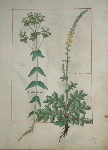 女士Fv VI＃1 fol.115 Reveille Matin和Agrimonia，来自Mattheaus Platearius的简单药物书（dc1161）c.1470 作者 罗宾特·德斯塔德