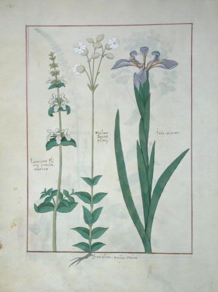 女士Fv VI＃1 fol.115v Lamium Album或White Dead Nettle，Melandryon和Iris Minor，来自Mattheaus Platearius的简单药物书（dc1161）c.1470 作者 罗宾特·德斯塔德