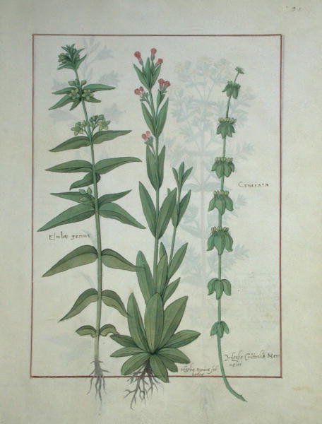 女士Fv VI＃1 fol.116 Elusae Gennus，Caraway百里香和Crosswort，来自Mattheaus Platearius的简单药物书（dc1161）c.1470 作者 罗宾特·德斯塔德