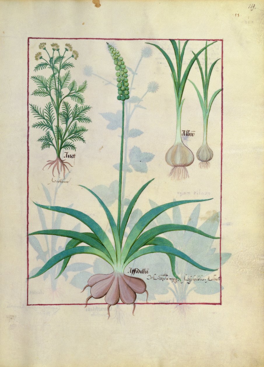 大蒜和其他植物，从简单医学书的例证由马修斯Platearius 作者 罗宾特·德斯塔德