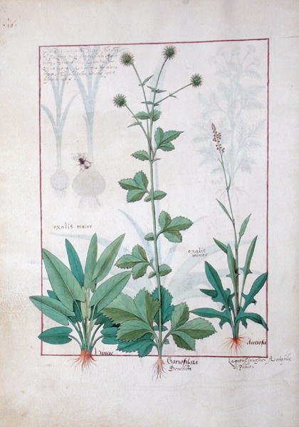 女士Fv VI＃1 fol.119v蜥蜴和Gariofilata（Benedicta Wood）插图来自简单药物书籍Mattheaus Platearius（dc1161）c.1470 作者 罗宾特·德斯塔德