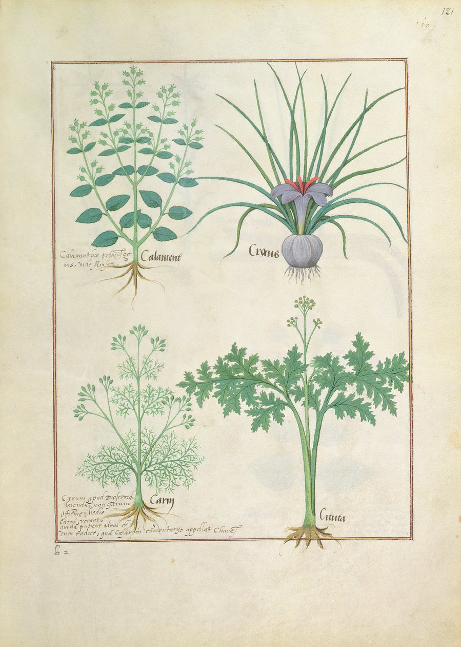 Calamint，Crocus，Carraway和Citusa，来自The Book of Simple Medicines的插图作者：Mattheaus Platearius 121r 作者 罗宾特·德斯塔德