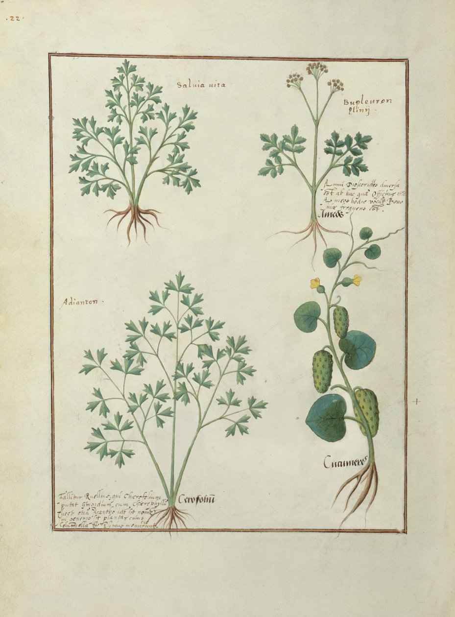 女士Fv VI＃1 fol.122v Top Row：Sage and Bupleurum，来自Mattheaus Platearius的简单药物书（dc1161）c.1470 作者 罗宾特·德斯塔德