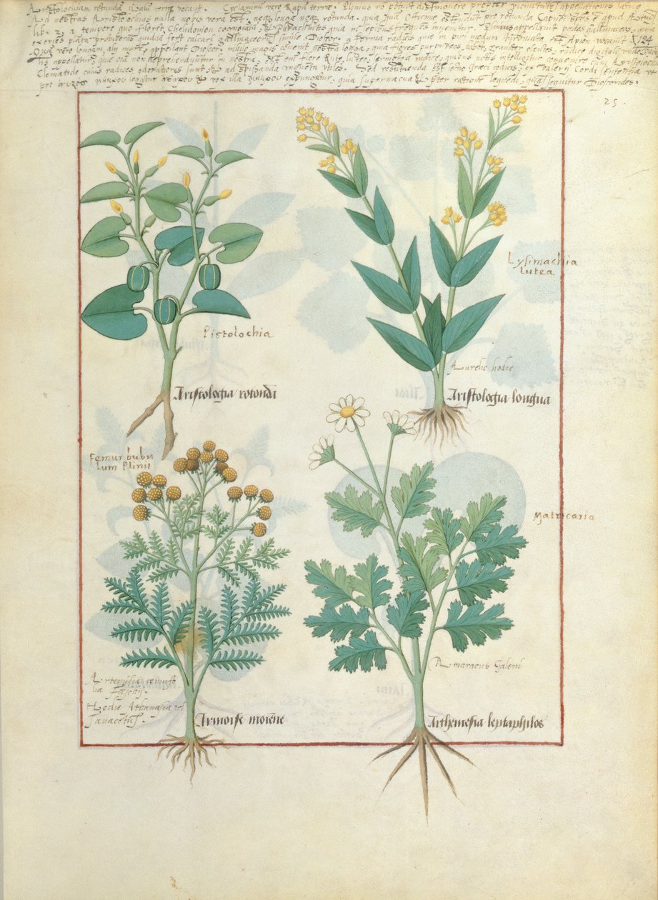 第一排：Aristolochia Rotundi和Aristolochia Longua。底行：Armoise和Artemesia，来自The Simple Book of Medicines的插图，由Matteaus Platearius 124r 作者 罗宾特·德斯塔德