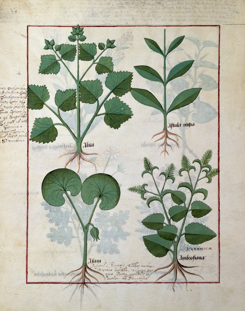 棉花糖和Hastula Regia。底行：Asarabacca和Speedwell，来自Matteaus Platearius124v的The Simple Book of Medicines 作者 罗宾特·德斯塔德