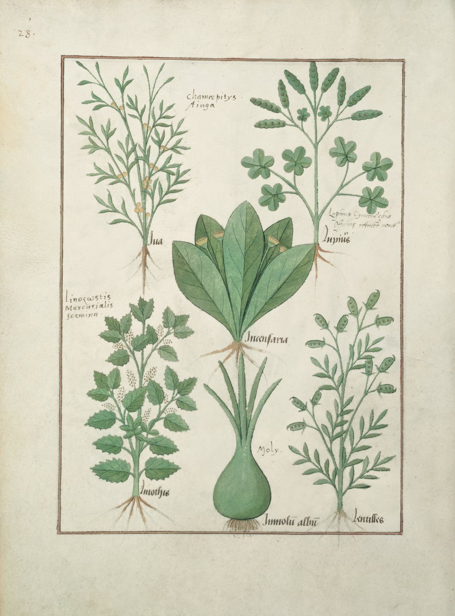女士Fv VI＃1 fol.125v Top row：Yellow Bugle，Incensaria和Lupius。底行：狗水星，百合韭菜和小扁豆，简单药物之书，Matteaus Platearius（dc11） 作者 罗宾特·德斯塔德