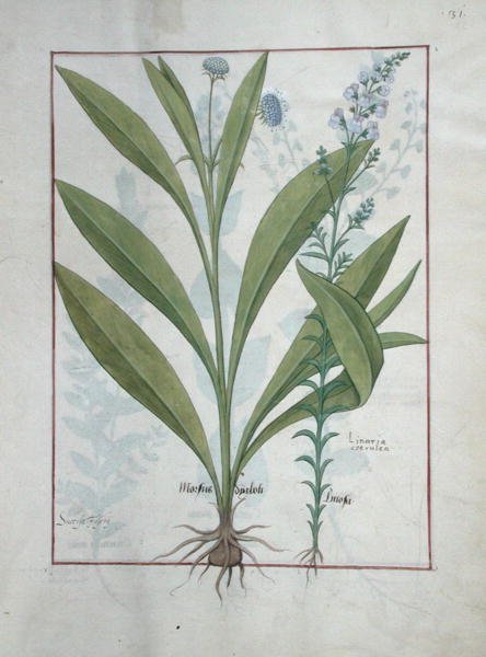 女士Fv VI＃1 fol.127r Devils-bit scabious and Toadflax，the Book of Simple Medicines，作者：Mattheaus Platearius（dc1161）c.1470 作者 罗宾特·德斯塔德