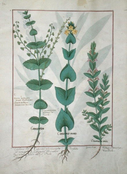 女士Fv VI＃1 fol.127v Chamaedrys，Common Centaury and Germander，来自The Book of Simple Medicines，作者：Mattheaus Platearius（dc1161）c.1470 作者 罗宾特·德斯塔德