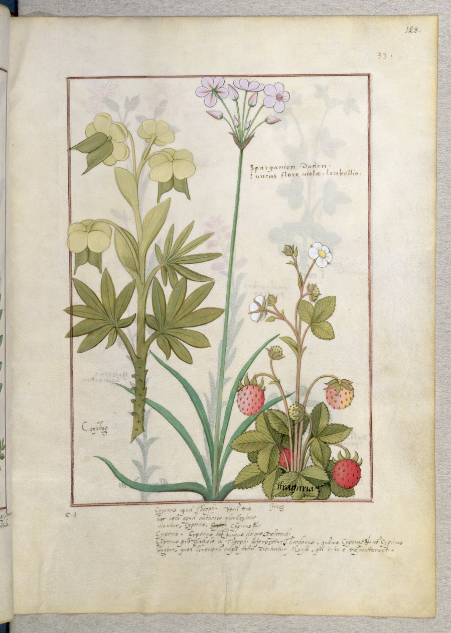 Consiligo，Burreed和草莓，简单的药物书的例证，由Mattheaus Platearius 128r 作者 罗宾特·德斯塔德