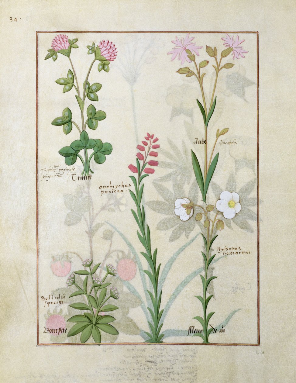 顶行红三叶草和奥布。底行Bellidis物种，Onobrychis和Hyssopus nemorum，简单药物之书的插图，由Mattheaus Platearius 作者 罗宾特·德斯塔德