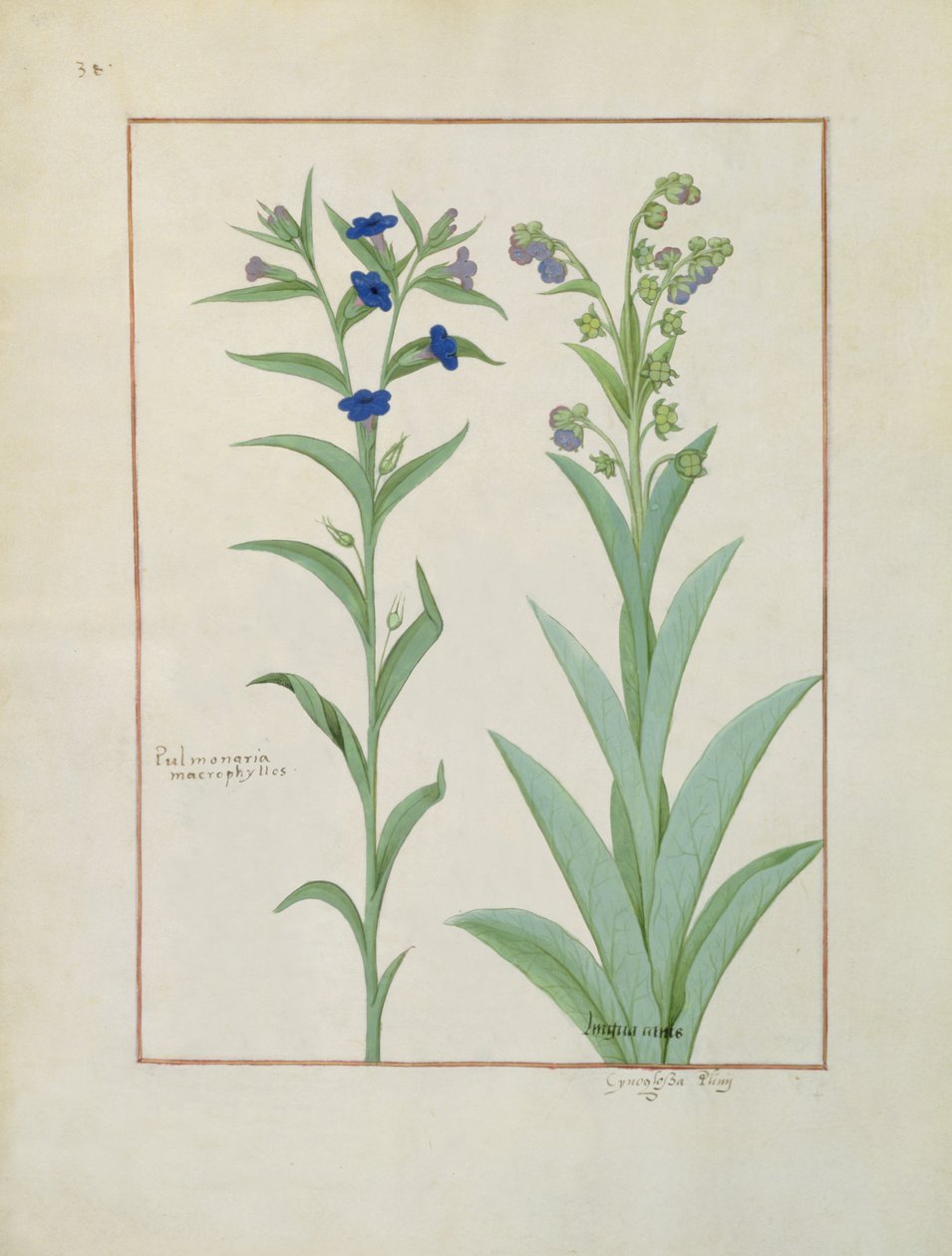 女士Fv VI＃1 fol.130v Pulmonaria and Lungwort，来自The Book of Simple Medicines，作者：Mattheaus Platearius（dc1161）c.1470 作者 罗宾特·德斯塔德