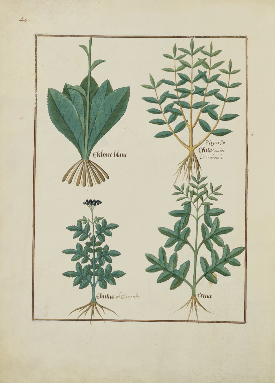 女士Fv VI＃1 fol.131v来自Mattheaus Platearius的简单药物之书（dc1161）c.1470 作者 罗宾特·德斯塔德