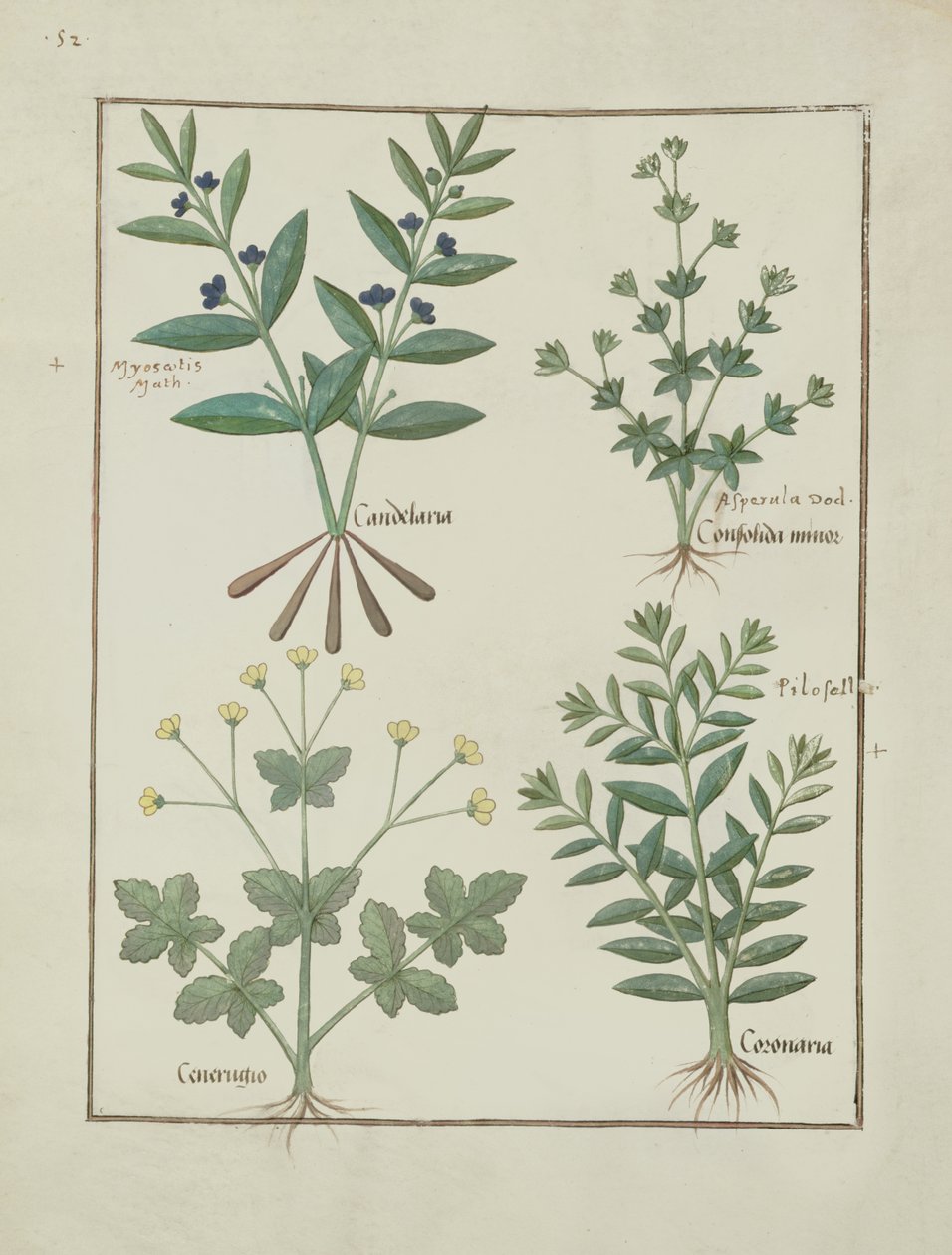 女士Fv VI＃1 fol.137v来自Mattheaus Platearius的简单药物之书（dc1161）c.1470 作者 罗宾特·德斯塔德