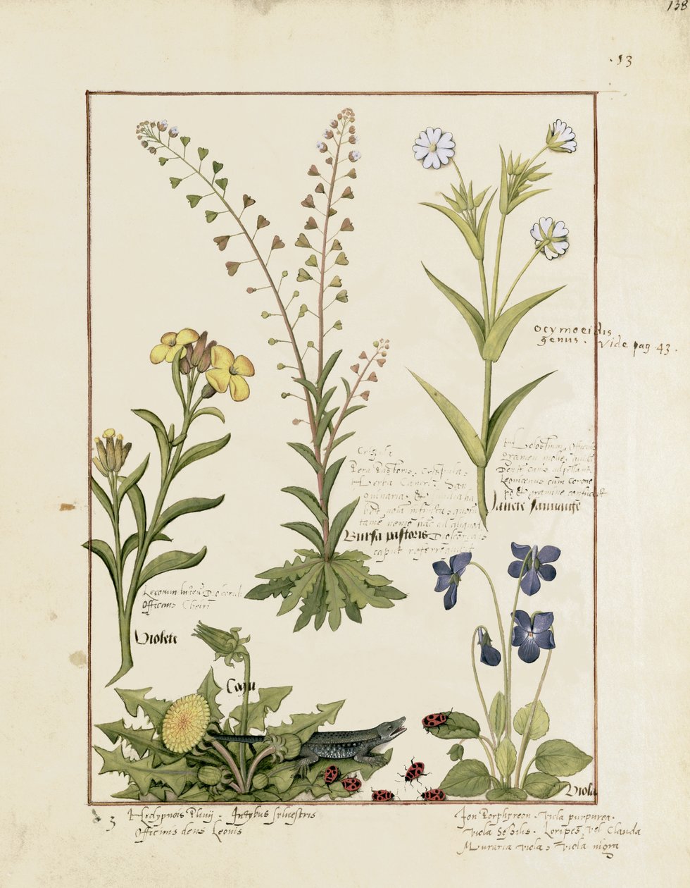 简单医学书的例子由Mattheaus Platearius 138r 作者 罗宾特·德斯塔德
