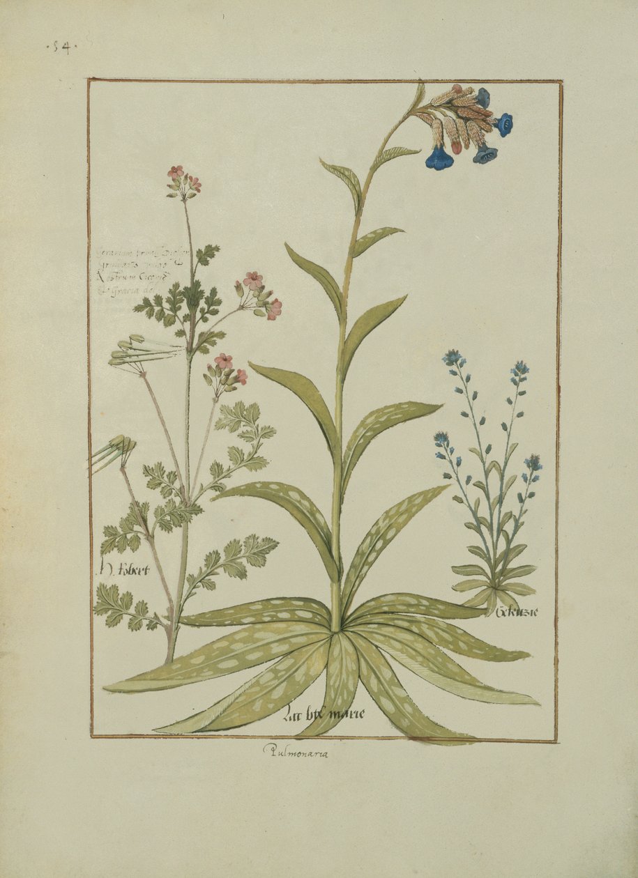女士Fv VI＃1 fol.138v Lungwort and Geranium，Mattheaus Platearius的简单药物之书（dc1161）c.1470 作者 罗宾特·德斯塔德