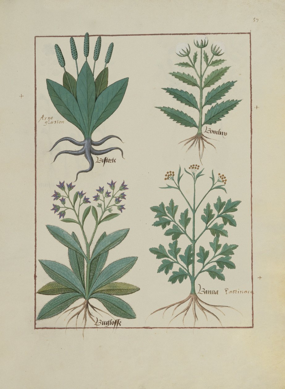女士Fv VI＃1 fol.140r来自Mattheaus Platearius的简单药物之书（dc1161）c.1470 作者 罗宾特·德斯塔德