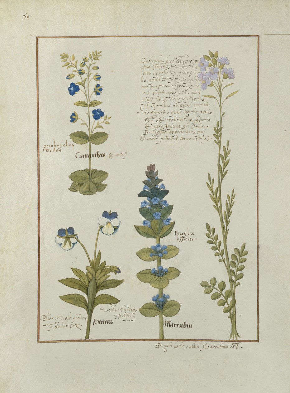 女士Fv VI＃1 fol.141v来自Mattheaus Platearius的简单药物之书（dc1161）c.1470 作者 罗宾特·德斯塔德