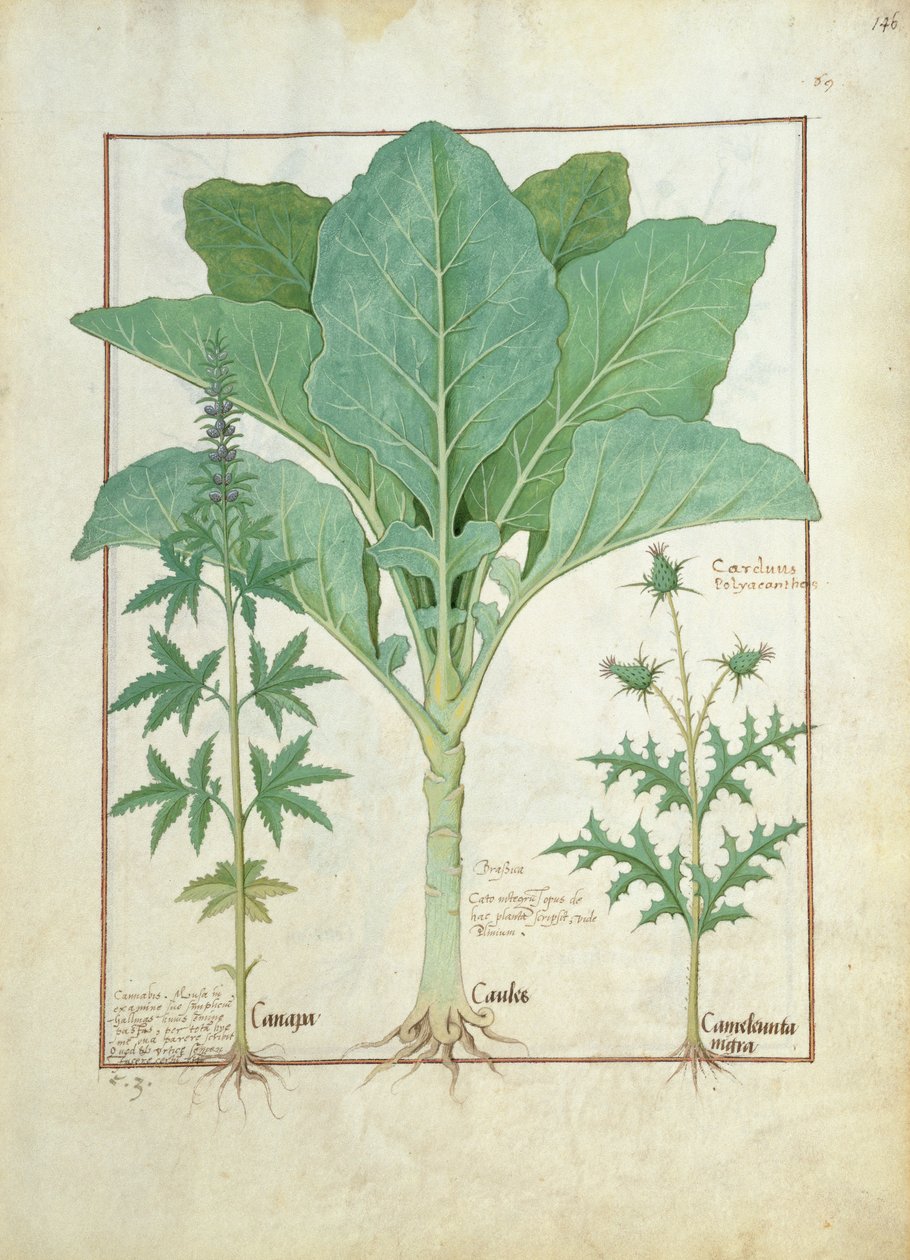 大麻，芸苔和蓟，简单医学书的例子由马修斯Platearius 145 作者 罗宾特·德斯塔德