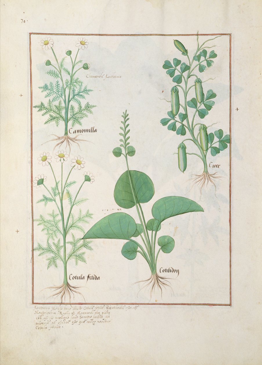 洋甘菊（左上）和黄瓜（右）插图来自The Book of Simple Medicines作者：Mattheaus Platearius 146 作者 罗宾特·德斯塔德
