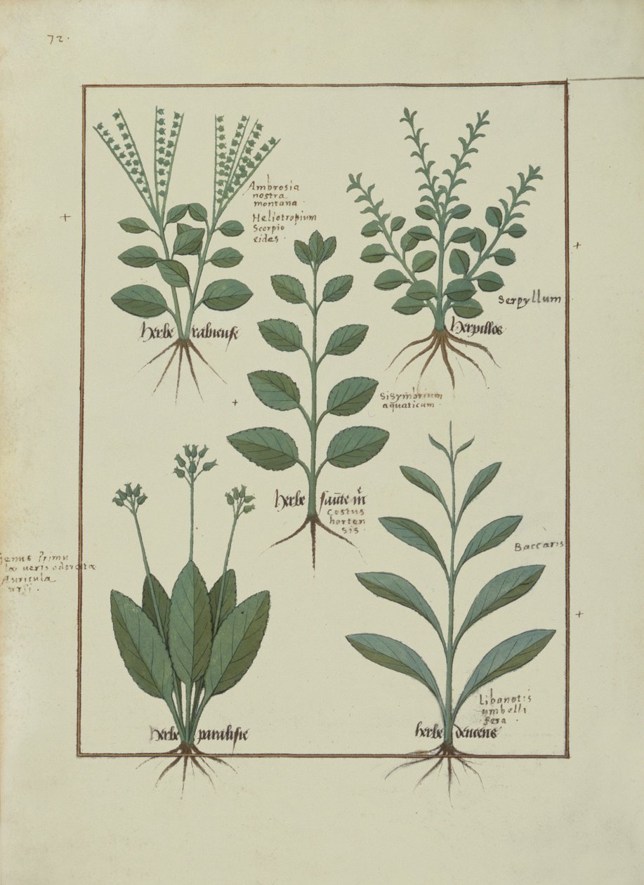 女士Fv VI＃1 fol.147v来自Mattheaus Platearius的简单药物书（dc1161）c.1470 作者 罗宾特·德斯塔德