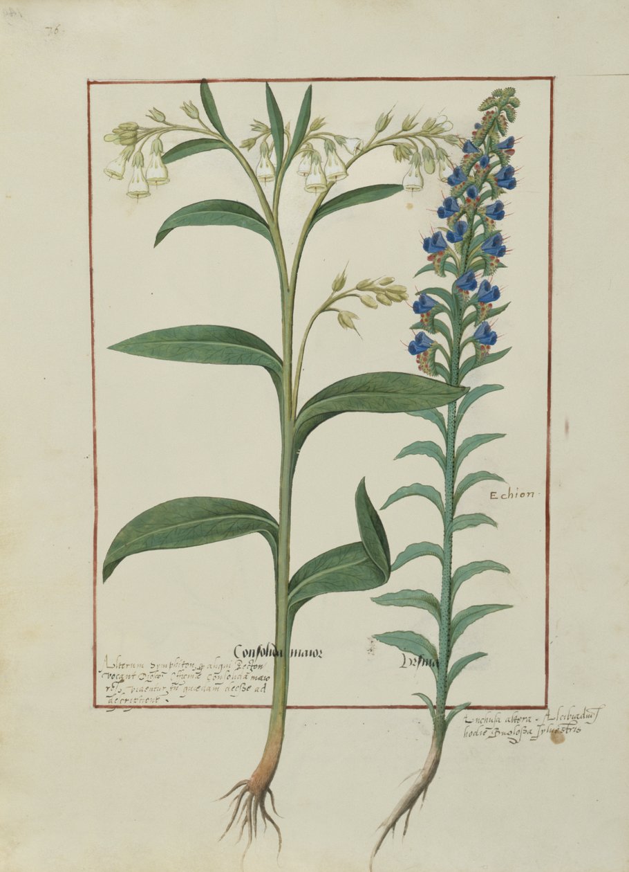 女士Fv VI＃1 fol.149v来自Mattheaus Platearius的简单药物之书（dc1161）c.1470 作者 罗宾特·德斯塔德