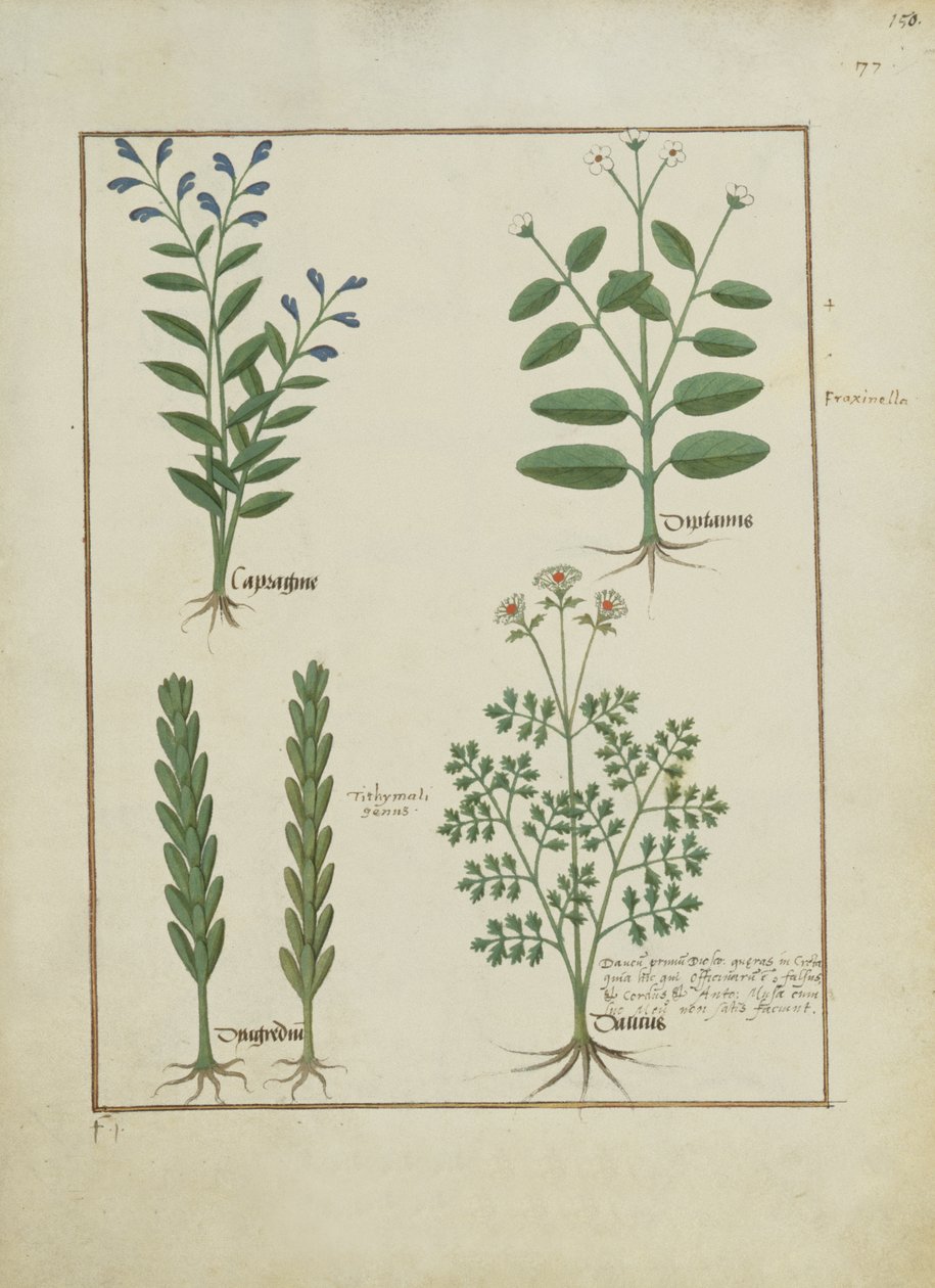 女士Fv VI＃1 fol.150r来自Mattheaus Platearius的简单药物之书（dc1161）c.1470 作者 罗宾特·德斯塔德