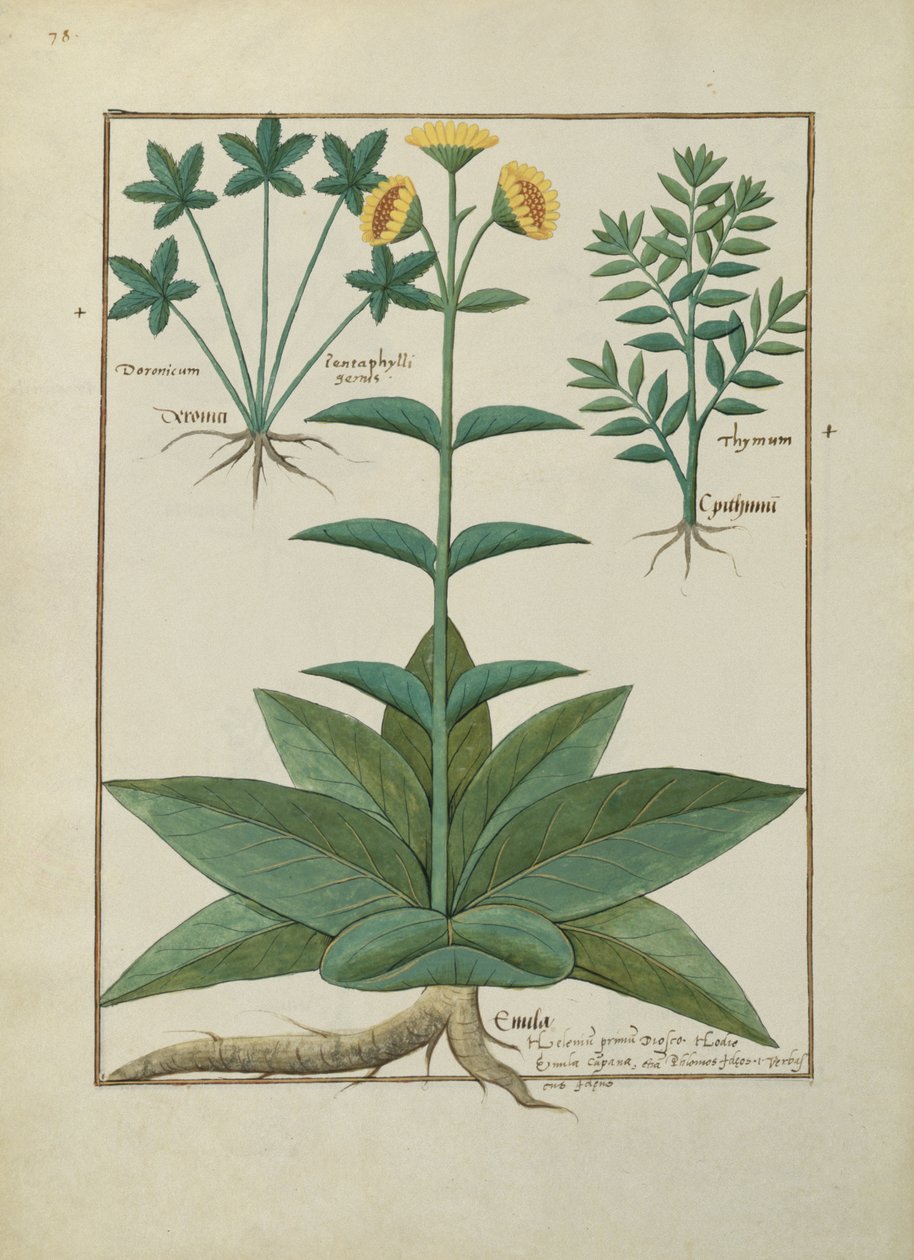 女士Fv VI＃1 fol.150v来自Mattheaus Platearius的简单药物之书（dc1161）c.1470 作者 罗宾特·德斯塔德