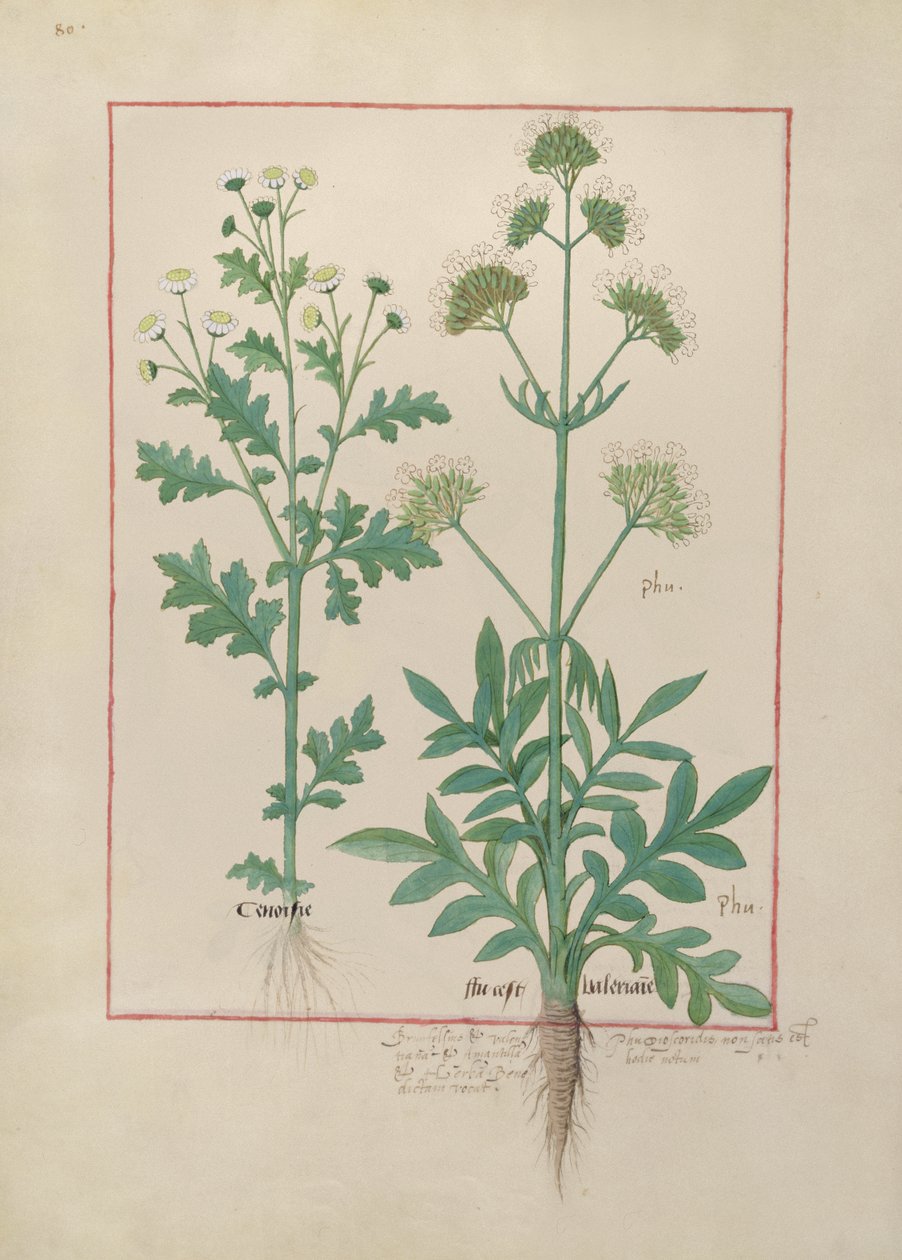 女士Fv VI＃1 fol.151v来自Mattheaus Platearius的简单药物书（dc1161）c.1470 作者 罗宾特·德斯塔德