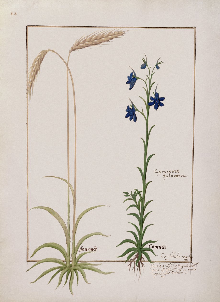 女士Fv VI＃1 fol.153v玉米和Cyminum Sylvestre的耳朵，来自Mattheaus Platearius的简单药物之书（dc1161）c.1470 作者 罗宾特·德斯塔德