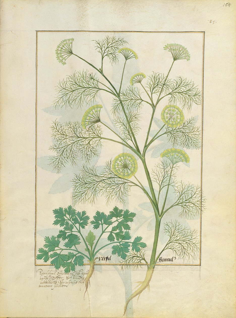 欧芹和茴香，简单药物之书的插图由马修斯Platearius 154r 作者 罗宾特·德斯塔德